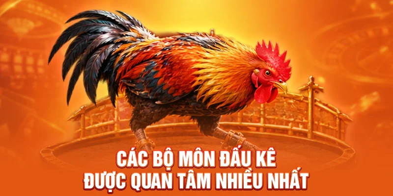 Các bộ môn đấu kê được quan tâm nhiều nhất