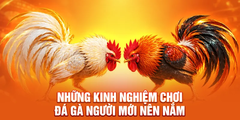 Những kinh nghiệm chơi đá gà người mới nên nắm